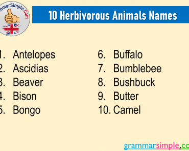 10 Herbivorous Animals Names List