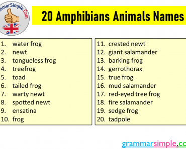 20 Amphibians Animals Names