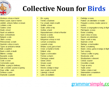 Collective Noun for Birds