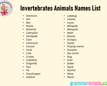 Invertebrates Animals Names List