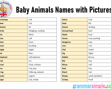 Baby Animals Names with Pictures in English