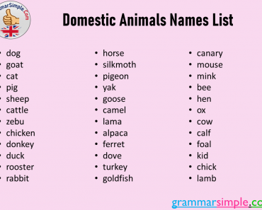 What Are the Domestic Animals? Domestic Animals List