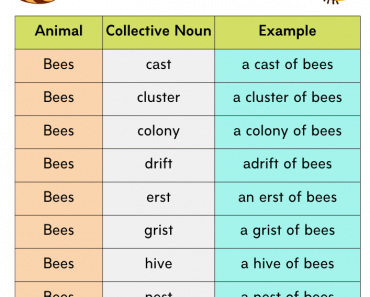 Collective Noun For Bees, Definition and Collective Noun Examples From A To Z